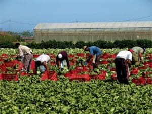 Farmworkers Ask Wendy's to Act on Sexual Abuse in the Fields